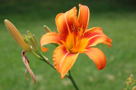 Spotted flower floral