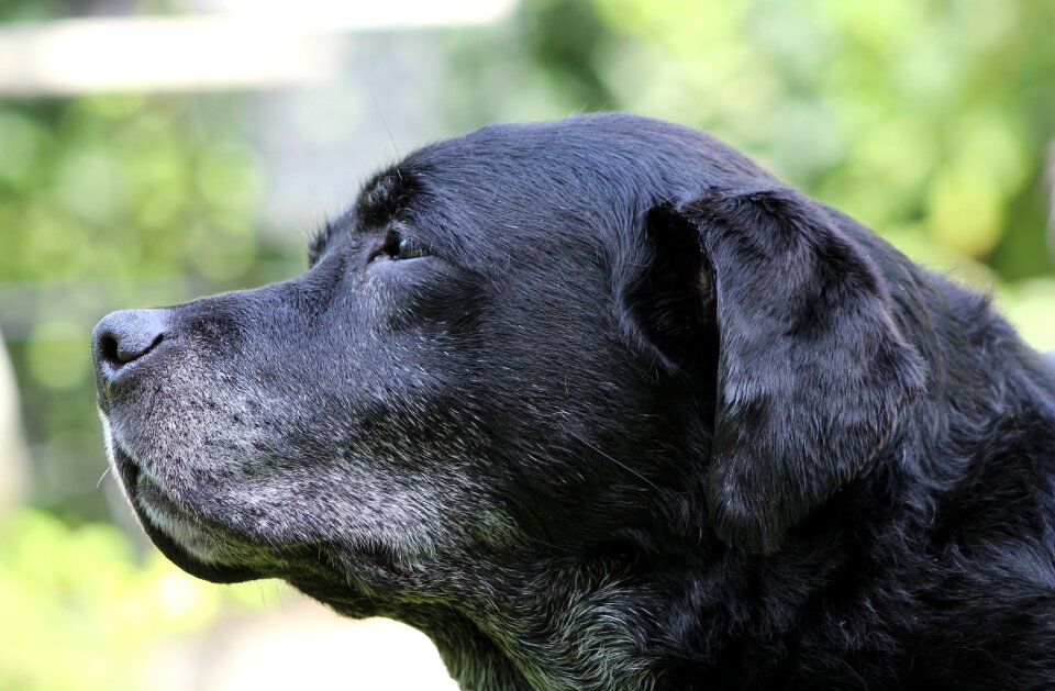 Pet retriever happy