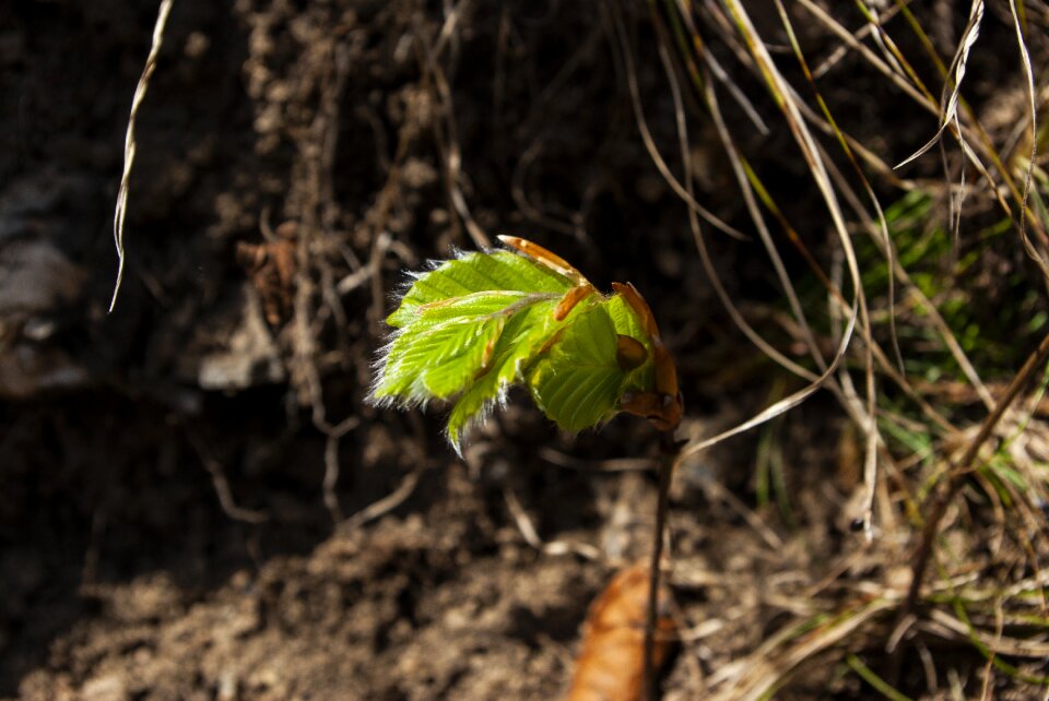 Forest plant branch