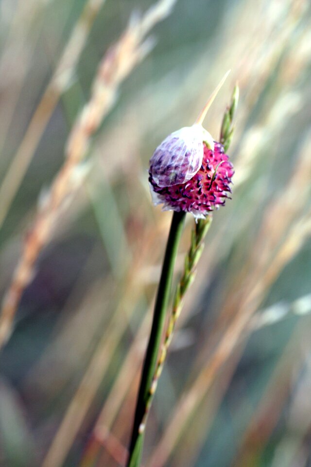 Flowering spring fields