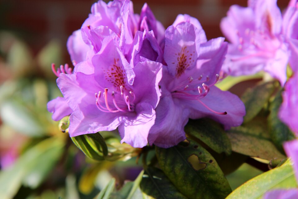 Rhododendron rhododendron pink flowering