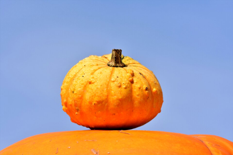 Autumn cucurbita maxima choose