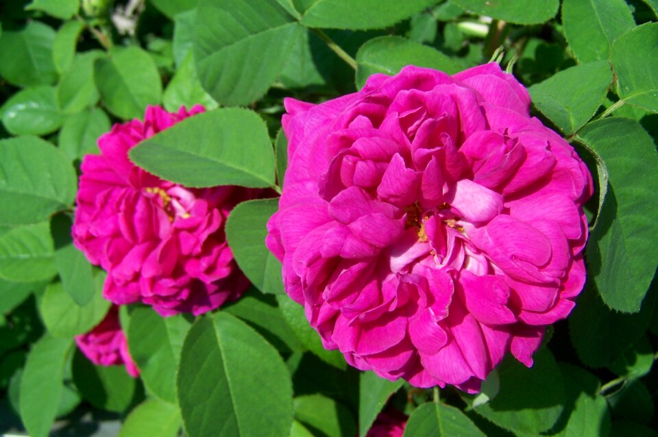 Rose flower garden Free photos