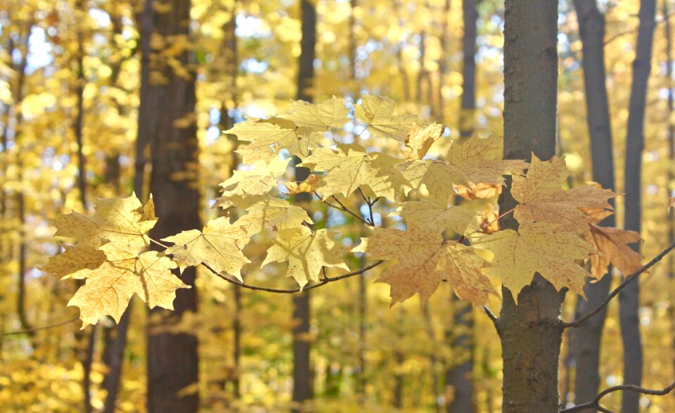 Woods forest fall