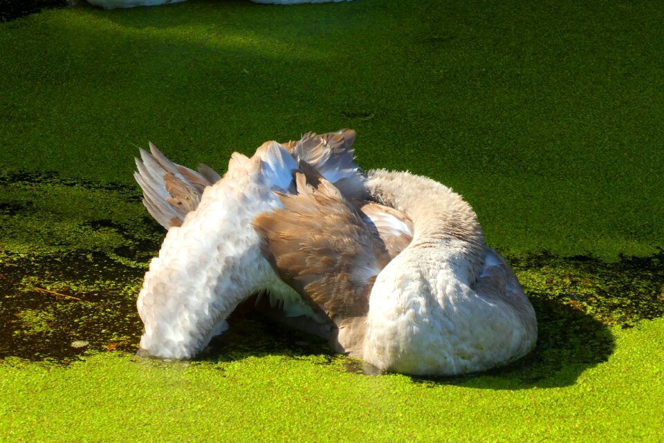 Cleaning nature swan