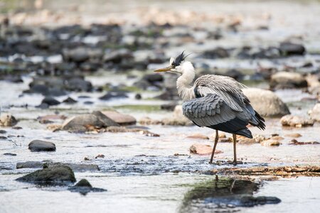 Bird animal world water