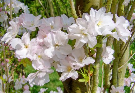 Díszcseresznye spring bloom pale pink photo