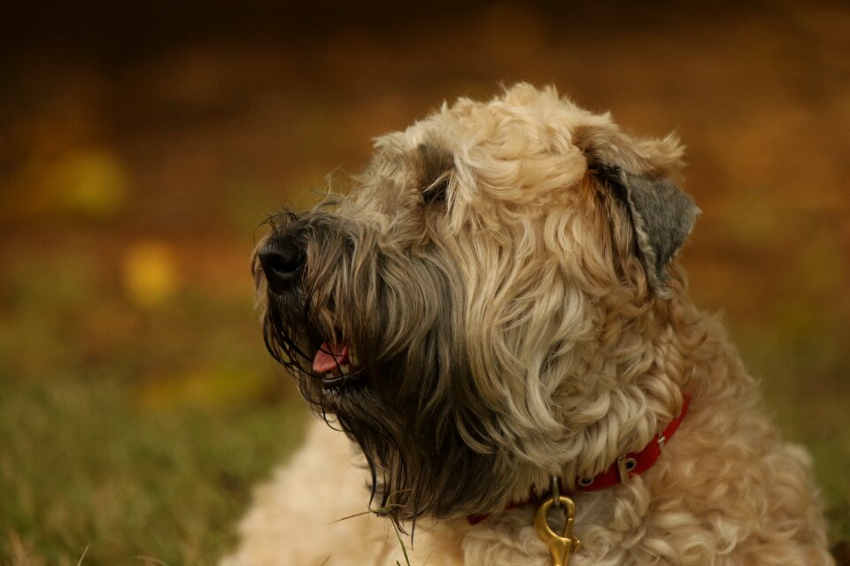 Terrier wheaten portrait