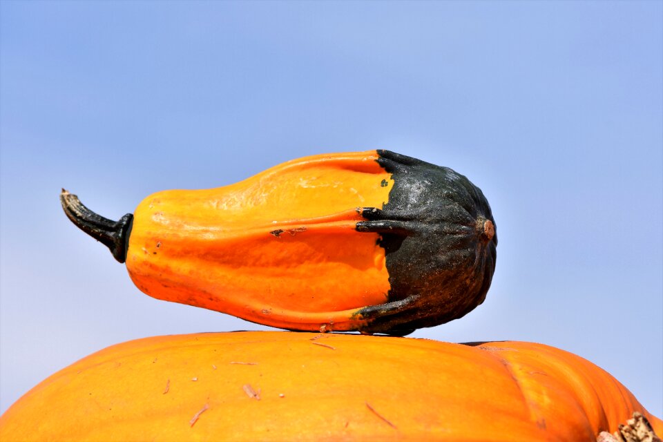 Autumn cucurbita maxima choose