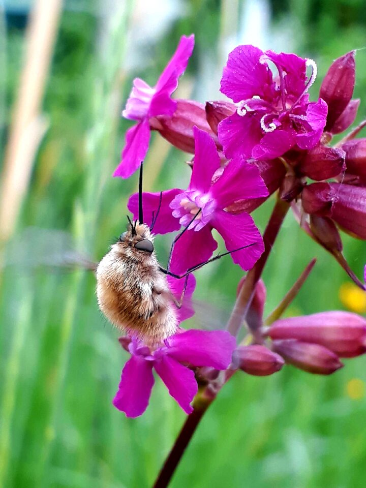 Rarely flight insect bombylius major