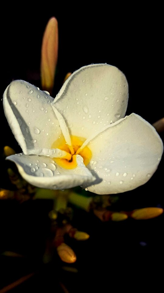 Tropical flower hawaiian flower white flower