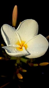 Tropical flower hawaiian flower white flower