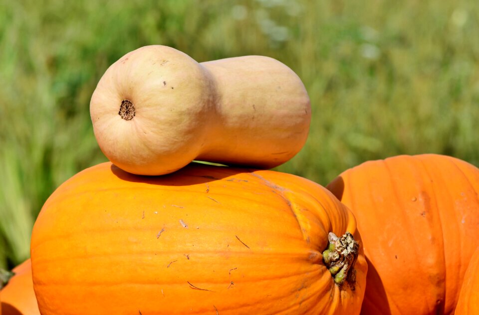 Autumn cucurbita maxima choose