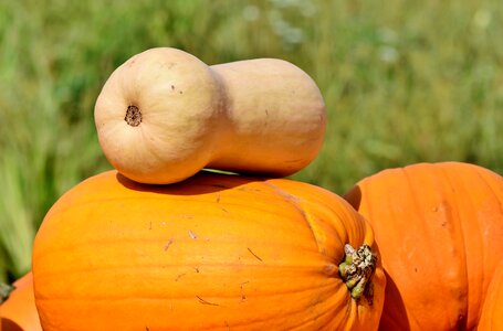 Autumn cucurbita maxima choose