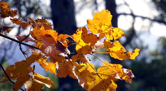Season yellow ocher