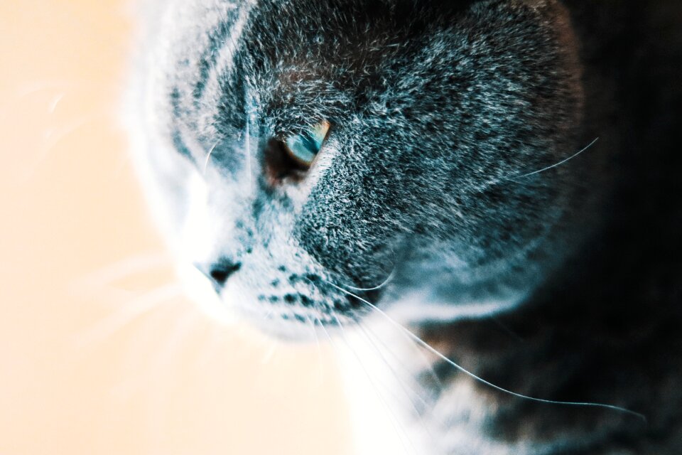Pet animal cute