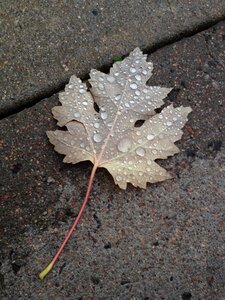 Fall raindrops texture