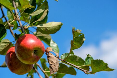 Pome fruit healthy vitamins