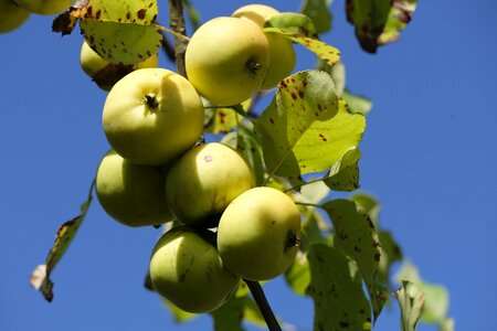 Pome fruit healthy vitamins