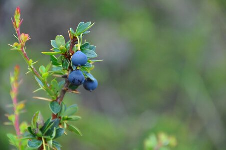 Ecology environmental blue