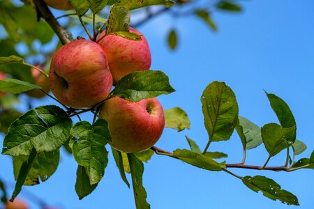 Pome fruit healthy vitamins