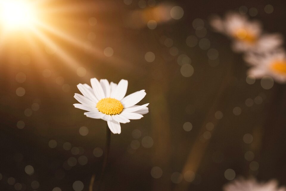 Blossom bloom white flower