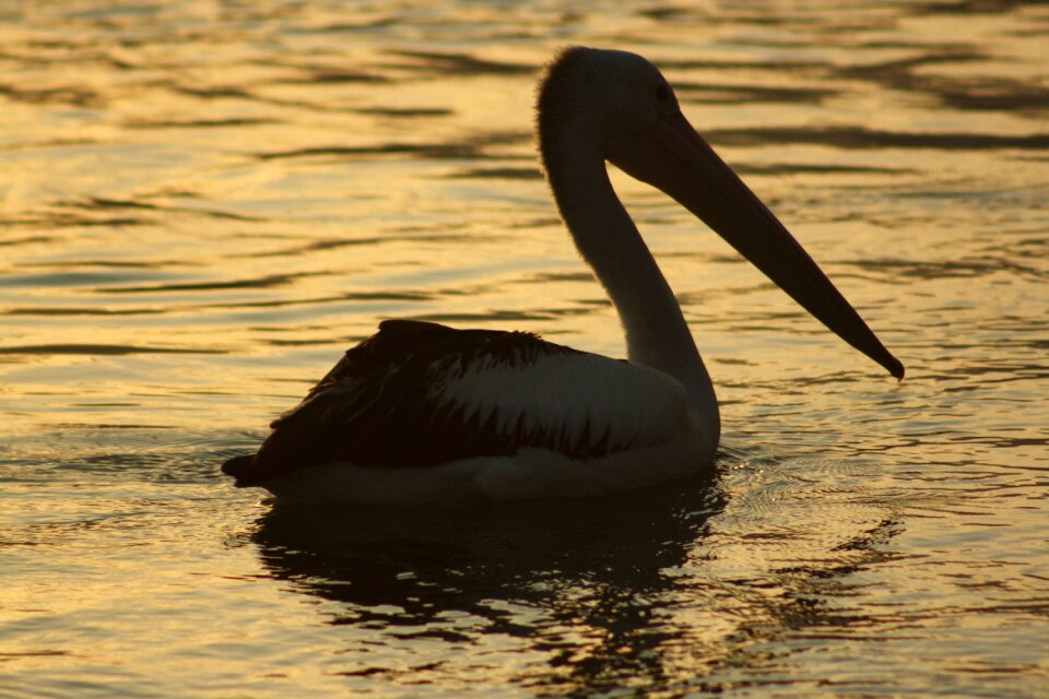 Bird reflection silhouette