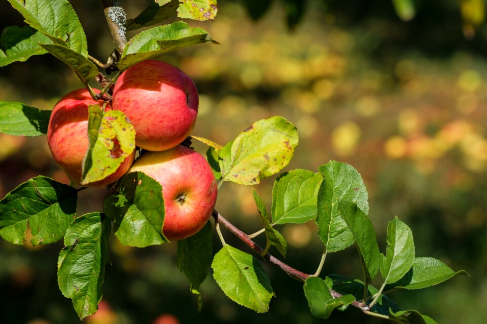 Pome fruit healthy vitamins