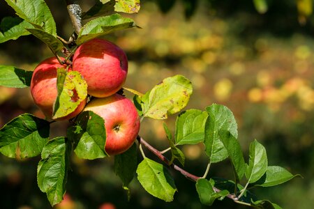 Pome fruit healthy vitamins