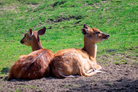 Young deer young bambi