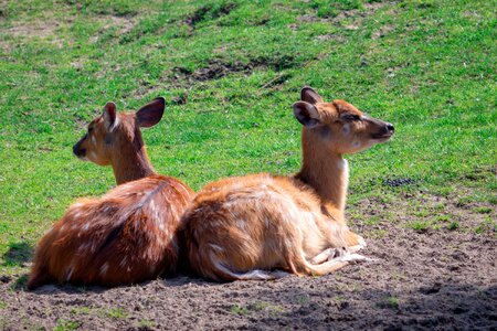 Young deer young bambi photo