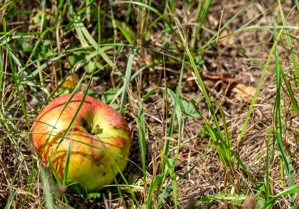 Orchard pome fruit meadow