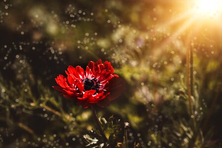 Crown anemone blossom bloom photo