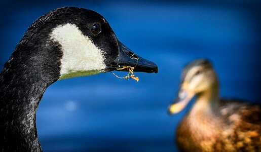 Nature water bird animals photo