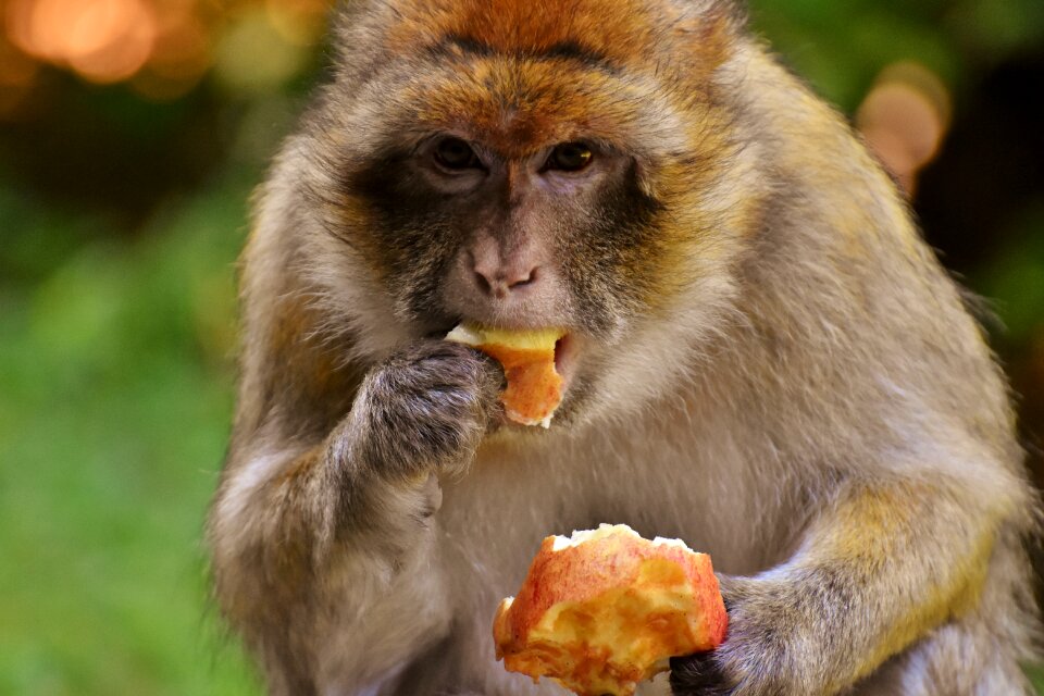 Endangered species monkey mountain salem animal