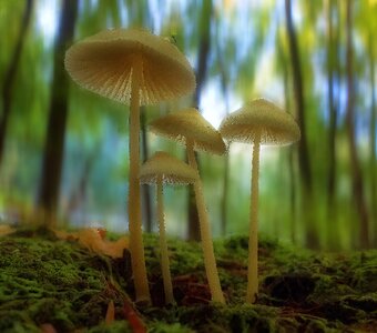 Autumn beginning autumn mushroom picking photo