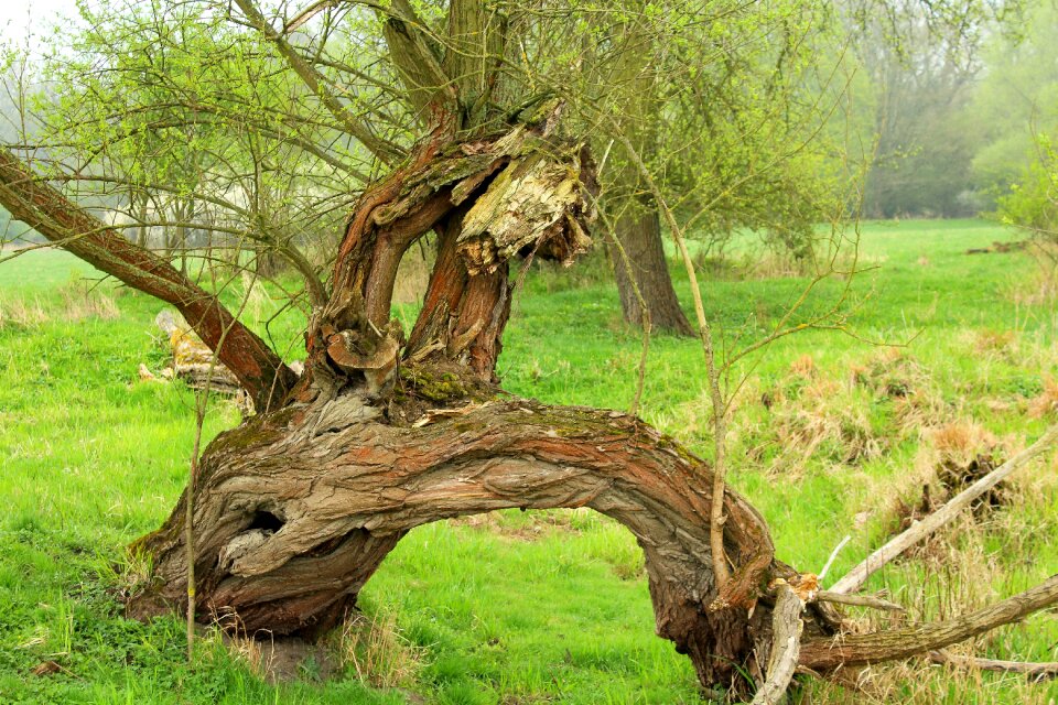 The environment konar broken tree photo