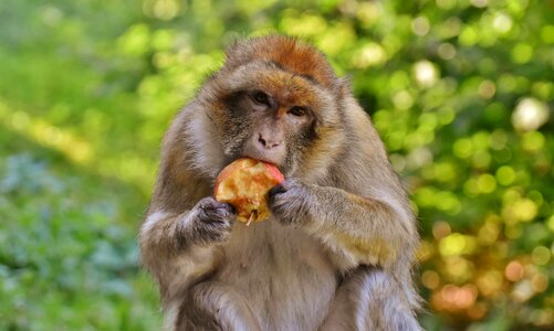 Animal wild animal zoo