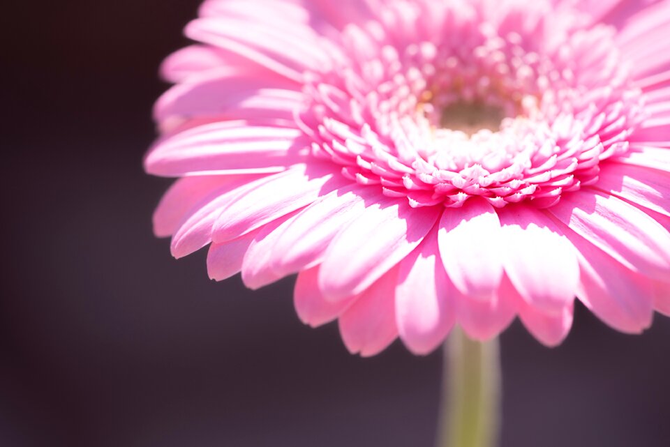 Flower blossom bloom