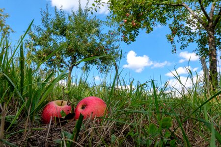 Orchard fruits pome fruit