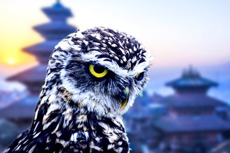 Funny bird cute