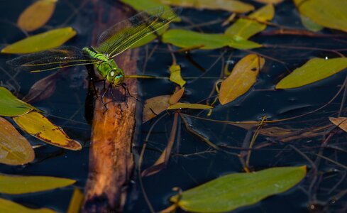 Wildlife odonata nature