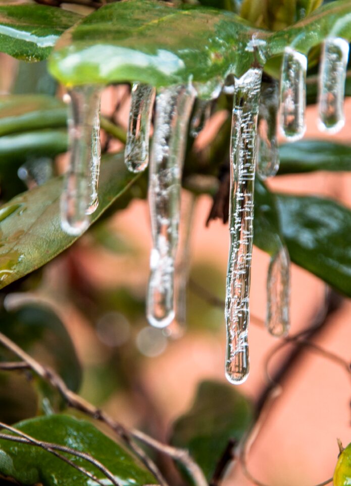 Nature winter frost
