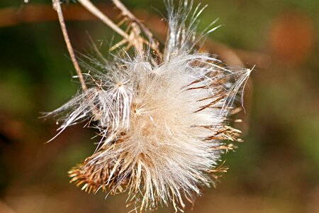Nature close up plant
