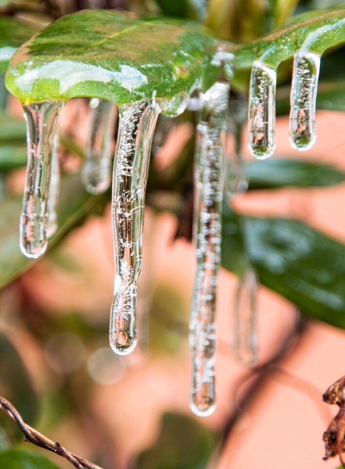 Nature winter frost