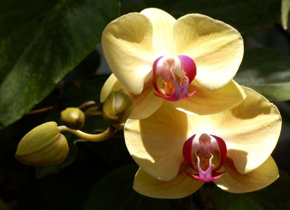 Exotic tlapa de comonfort gro