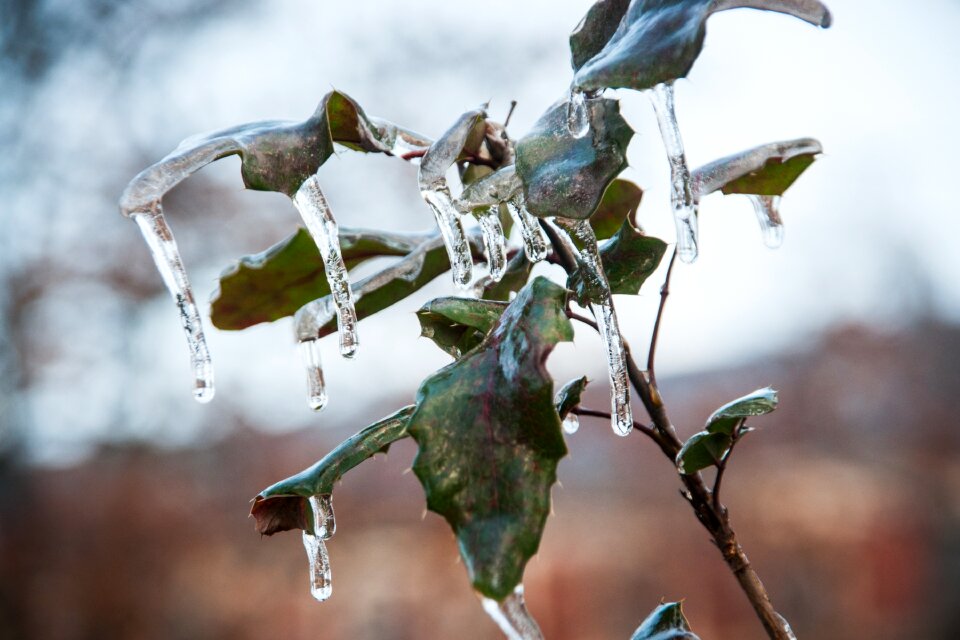 Nature winter frost photo