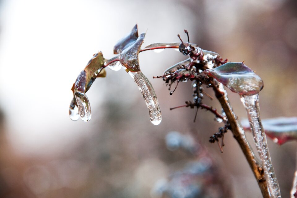 Nature winter frost photo