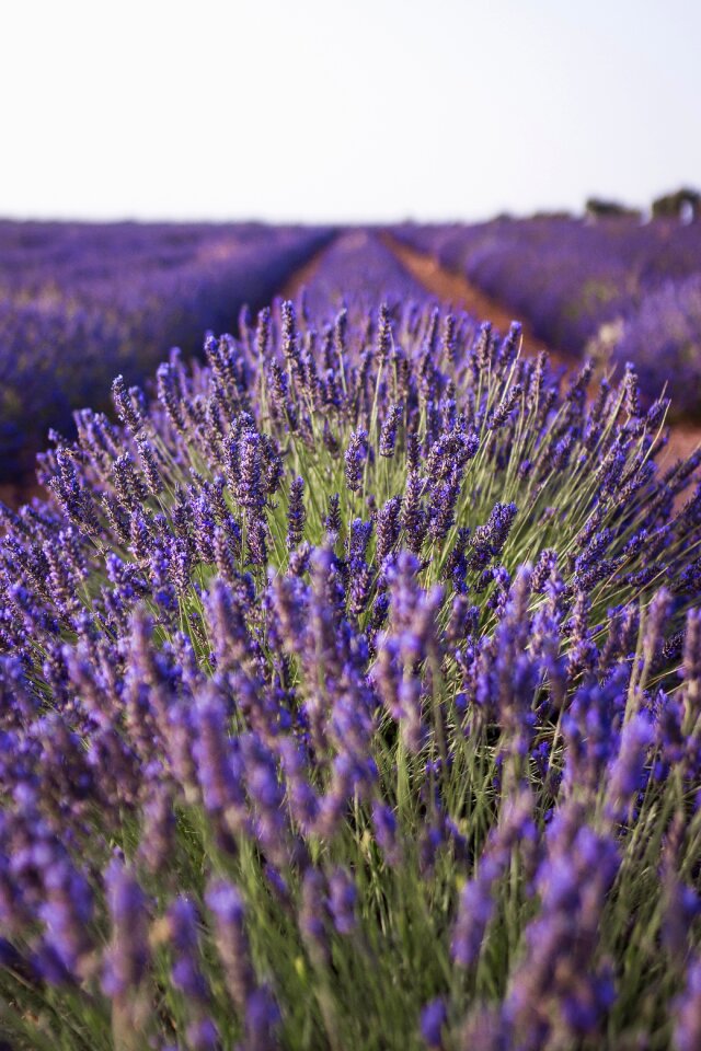 Field plant landscape