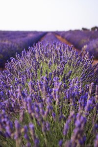 Field plant landscape